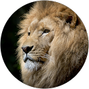 jorge de andrade profile picture